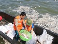 Cá Hồ Tây chết bất thường- (Ảnh: ĐK).