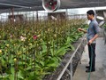 Sau hơn 5 năm hoạt động, Khu Nông nghiệp công nghệ cao của TP HCM góp phần hình thành một số vùng sản xuất hoa lan- (Ảnh minh họa).