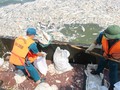 Công nhân môi trường vớt cá chết Hồ Tây đi tiêu hủy