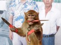 Khỉ được dạy ném dao găm