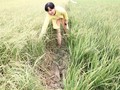 Diện tích lúa bị thiệt hại ở nhiều địa phương tăng lên rất nhanh. Trong ảnh là một ruộng lúa bị ảnh hưởng bởi hạn, mặn ở ĐBSCL. Ảnh: Trung Chánh