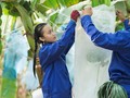 Tiếp cận công nghệ tăng cơ hội việc làm cho lao động di cư trong bối cảnh COVID-19. Ảnh minh họa.
