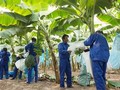 Chuối và chăn nuôi heo là hai mảng kinh doanh chính của HAG trong năm 2022