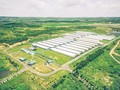 Một trại heo giống tại Đắk Nông của GreenFeed Việt Nam