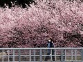 Hoa anh đào đang nở rộ, đẹp lộng lẫy ở Tokyo, Nhật Bản (Ảnh: Getty Images)