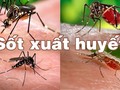 TP.HCM là địa bàn diễn biếng "nóng" của dịch bệnh Sốt xuất huyết (Ảnh: SYT)