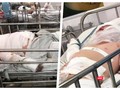 Thương tâm hai bệnh nhi bỏng nặng do cha ruột châm lửa đốt nhà (Ảnh: MT)