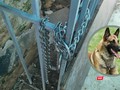 Con chó thuộc giống Malinois thường bị xích ở chuồng sắt sau nhà.