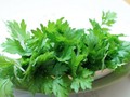 Cây ngải cứu là vị thuốc Đông Y quen thuộc.