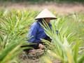 Người dân trồng dược liệu (Nguồn: Internet)