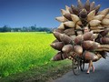 Người đàn ông đang chở những chiếc đó/giỏ tre đi bán ở Hưng Yên, Việt Nam của tác giả Lý Hoàng Long. Ảnh: TPOTY/Ly Hoang Long