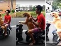 Nín thở xem chó lái xe ga chở người