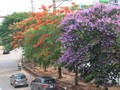Bằng lăng, phượng đỏ rợp phố Hà Nội