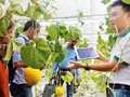 Nông dân trồng dưa lưới công nghệ cao năng suất ổn định, không lo đầu ra. Ảnh minh hoạ: Internet.