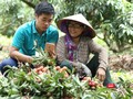 Người dân vùng sâu, vùng xa, bà con dân tộc thiểu số có thể chủ động đưa sản phẩm lên bán lại các trang thương mại điện tử để tránh bị tiểu thương ép giá.