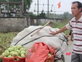 Nhiều hộ trồng cây nông sản trên địa bàn xã Diễn Phong, huyện Diễn Châu, Nghệ An nhổ rau vứt đi vì giá quá rẻ.