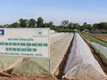 Hợp tác xã Rau quả sạch Chúc Sơn (huyện Chương Mỹ) gặt hái nhiều thành công nhờ chuyển đổi số - Ảnh: VGP/TN