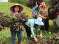 Các vùng sản xuất dược liệu tập trung được mở rộng góp phần ổn định kinh tế, đồng thời bảo vệ nguồn dược liệu tại địa phương. Ảnh: Ban Tuyên giáo tỉnh Bạc Liêu.