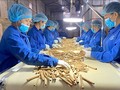 Các loài cây dược liệu ở Việt Nam đa dạng và phong phú, tiềm năng mang lại nguồn lợi lớn.