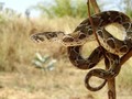 Rắn lục hoa cân, một trong hai loài rắn có nọc độc nguy hiểm nhất hiện nay (Ảnh: Pinterest)