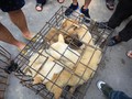 Ăn thịt chó, mèo từ lâu đã là vấn đề gây tranh cãi ở Trung Quốc (Ảnh: SCMP)