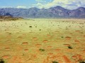 Những hình tròn được phân bố đồng đều khắp vùng Namib, Namibia (Ảnh: OC)