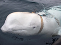 Hvaldimir, chú cá voi beluga trắng, được chụp ở ngoài khơi bờ biển Na Uy (Ảnh: Reuters)