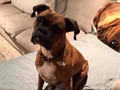 Laura Lee Yourex đã đăng một bức ảnh chú chó Maya Jean của bà đeo nhãn dán "Tôi đã bỏ phiếu". Ảnh: SCMP.