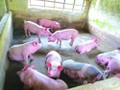 Đến nay, dịch tả lợn châu Phi đã lan ra 10 tỉnh, thành trong cả nước.