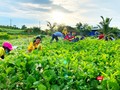 Rau Đắk Lắk được thu hái tặng TP HCM