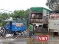 Một góc Chợ đầu mối lợn lớn nhất miền Bắc