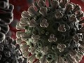Hình ảnh minh họa virus Corona mới . Ảnh: WHO