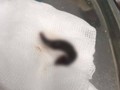 Con vắt dài 3 cm được lấy ra từ mũi bé trai 7 tuổi. (Ảnh: Bệnh viện Trương ương Quân đội 108)