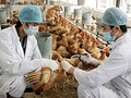 WHO, FAO cảnh báo Việt Nam về virus cúm A (H5N8) lần đầu tiên lây từ gia cầm sang người (Ảnh minh hoạ)
