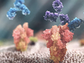 Liệu pháp kháng thể AZD7442 của AstraZeneca (Ảnh - AstraZeneca)