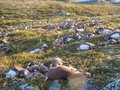 Na Uy: Hơn 300 con tuần lộc chết vì sét đánh trên cao nguyên Hardangervidda.