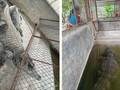 Xôn xao thông tin 2 con cá sấu nặng hơn 100 kg sổng chuồng do lũ