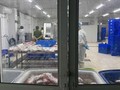 Thu giữ 65 tấn thịt trâu giả bò Wagyu
