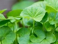 Rau má là loại rau sống ở vùng đất ngập nước, có vị hơi đắng, tính mát, thường thường được dùng trong bữa ăn hàng ngày.