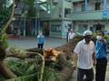 Phượng cổ thụ bật gốc đè 1 học sinh tử vong. Ảnh: Tuổi Trẻ