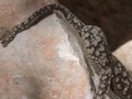 Sinh vật này có cánh tay khá giống người. Ảnh: Stinkyeyescrappy