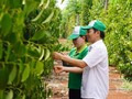 Ba kịch bản với "vàng đen" Việt Nam khi Mỹ áp thuế quan mới