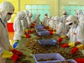 Tôm đông lạnh Việt Nam đang đứng trước lần kiểm tra thứ 9 của DOC