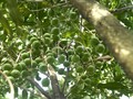 Việt Nam hiện có khoảng 2.000ha cây mắc ca.