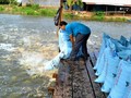 Nuôi cá tra ở ĐBSCL: “Đói” vì thức ăn... chăn nuôi