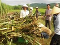 Sợ mất bảo hộ, Hiệp hội mía đường gửi đơn cầu cứu