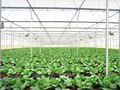 Cánh đồng rau sạch 500 ha của tỷ phú Phạm Nhật Vượng