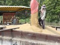 Thu mua lúa tạm trữ lúa của nông dân vụ Đông Xuân.