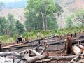 Rừng được DN thuê trong một dự án ở Đắk Nông bị chặt phá 