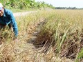 Lúa ở Sóc Mồ Côi (Sóc Trăng) chết vì khô hạn